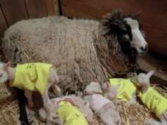 Inabitável! Sêxtuplos de cordeiros raros nascem em fazenda em Vermont