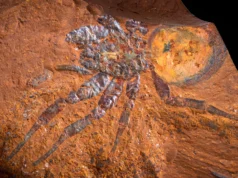 Cientistas descobrem fósseis perfeitos enterrados em ferrugem sob terras agrícolas australianas