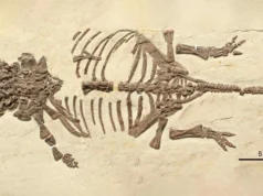 Esses minúsculos fósseis de dinossauros enganaram os cientistas por 20 anos