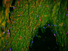 Cientistas acabam de descobrir um “tubo de drenagem” escondido dentro do cérebro humano