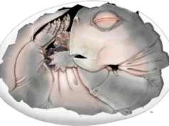 Os ancestrais dos mamíferos botavam ovos, este fóssil de 250 milhões de anos finalmente prova isso