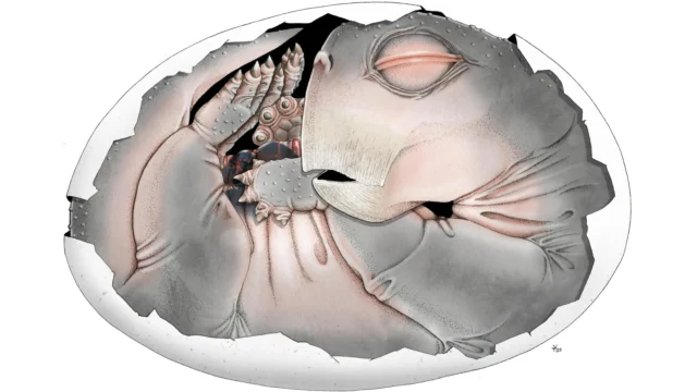 lystrosaurus-embryo-within-shell.webp.webp
