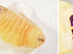 Este verme é muito curioso