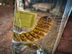 Teste de DNA do verme Mezcal revela uma surpresa em uma garrafa