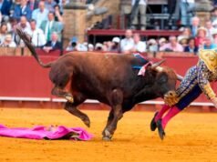 Situação delicada: Famoso toureiro espanhol é brutalmente atacado em tourada em Sevilha