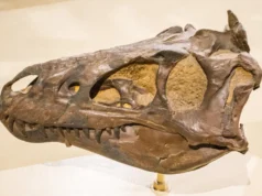 Os cientistas acreditam que este é um jovem tiranossauro. eles estão errados