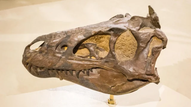 nanotyrannus-skull.webp.webp