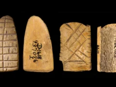 Dados de ossos antigos revelam 12.000 anos de história do jogo na América