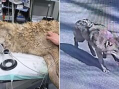 Wolf Neukgu foi encontrado em segurança e retornou ao zoológico sul-coreano após 9 dias