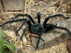 Estas estranhas novas tarântulas transformam o acasalamento em uma luta pela sobrevivência