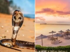 Um turista alemão morreu depois que uma cobra em um show de cobras subiu em suas calças e o mordeu em um resort no Egito.
