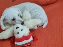 Eles estão procurando desesperadamente por um poodle desaparecido chamado Pini no bairro de George Newbury.