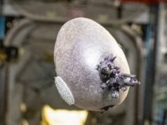 “O Marciano” vira vida real: Conheça a batata espacial “Spudnik”