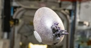 “O Marciano” vira vida real: Conheça a batata espacial “Spudnik”