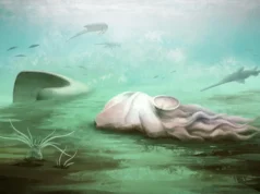 O “polvo mais velho” do mundo nunca foi um polvo