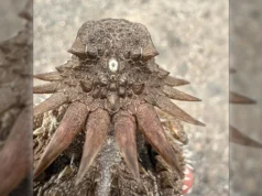 As origens surpreendentes do olho humano remontam aos antigos “ciclopes”