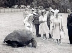 Jonathan, tartaruga gigante, o animal terrestre “vivo” mais antigo do mundo após ser sequestrado em suposto esquema de criptografia | Notícias do mundo