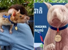 Magawa, um famoso rato farejador de minas terrestres, é homenageado com uma estátua no Camboja