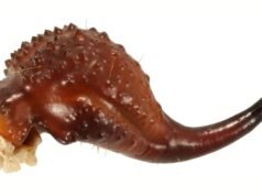 Escorpiões são literalmente feitos de metal, revela estudo