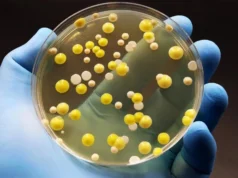 O grafeno mata ‘superbactérias’ prejudiciais sem prejudicar as células humanas