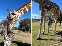Uma zebra e uma girafa formam uma amizade improvável que derrete corações