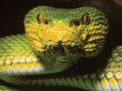 Novas espécies de cobras ‘intrigantes’ em Mianmar parecem existir múltiplas espécies ao mesmo tempo