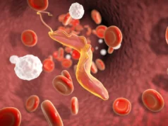 Cientistas descobrem que ‘triturador molecular’ ajuda parasitas mortais a escapar do sistema imunológico