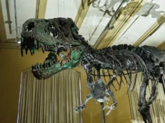 Vasos sanguíneos descobertos nos ossos do Tiranossauro rex estão reescrevendo a ciência dos dinossauros