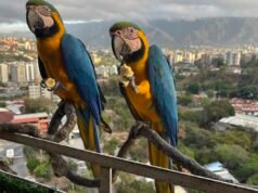 Araras ficam sem espaço na capital da Venezuela: NPR