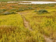 Viagem pela planície do Carrizo, que floresce com as cores da primavera