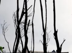 Uma trégua nas guerras dos incêndios florestais aparece em “Hands Off Our Yards”.