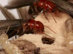 Taxa de sucesso de 95%: este novo truque pode atrair cupins diretamente para a morte