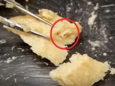 Cientistas abrem salmão de 40 anos e encontram sinais surpreendentes de recuperação do oceano