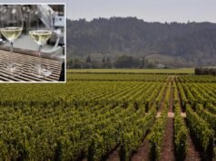 A crise da indústria vinícola de Napa se aprofunda à medida que os valores dos vinhedos afundam