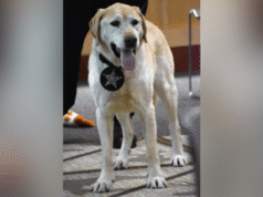 Buck, o K-9 pioneiro na conservação da vida selvagem no Oregon, se aposentou