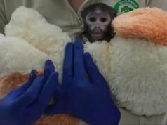 Yuji, um macaco que enfiou a mãe no zoológico