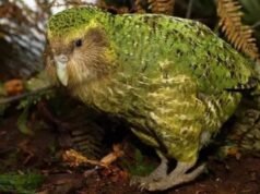 O Kakapo, o papagaio mais pesado do mundo, luta pela sua sobrevivência
