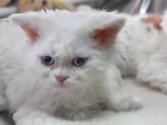 Selkirk Rex, um gato que parece uma inteligência artificial