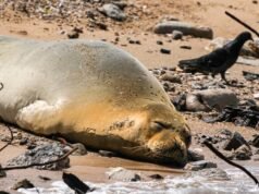 Um homem de Washington foi preso em vídeo de uma pedra sendo atirada na cabeça de uma foca-monge ameaçada de extinção