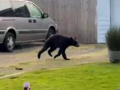 Vídeo: Filhote de urso preto corre pelo bairro de Newberg