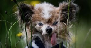 Lazare, possivelmente o cão mais velho do mundo, morre na França aos 30 anos