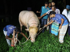 Búfalo viral ‘Trump’ em Bangladesh salvo do sacrifício e transferido para os cuidados do zoológico