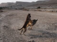 Cães estupradores treinados? Realmente? Existe alguma história sobre Israel que seja ridícula demais para ser publicada?
