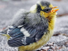 Estudos mostram que as aves urbanas europeias voam mais rápido que os machos quando abordadas por fêmeas