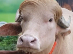 Búfalo albino que se parece com Donald Trump atrai grandes multidões