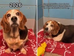 A cadela foi adotada e ela voltou ao mesmo abrigo 12 anos depois