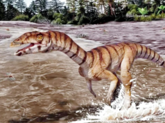 Restos fossilizados de ‘Witch Alligator’ encontrados na Ghost Farm no Novo México