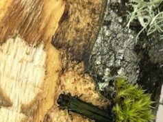 A broca da cinza verde apareceu cedo em Oregon devido aos invernos quentes