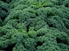 Salada pronta do supermercado de Oregon é recolhida por causa de alérgenos
