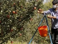 Os horticultores de Shimla sofreram perdas de Rs 40 lakh devido ao trabalho do quadrilátero NH-5